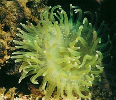 Scuba Diving