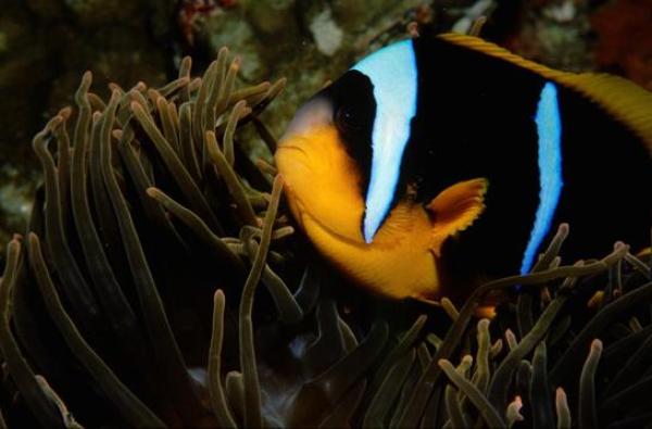 Scuba Diving