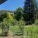 Peach Trees - 162571