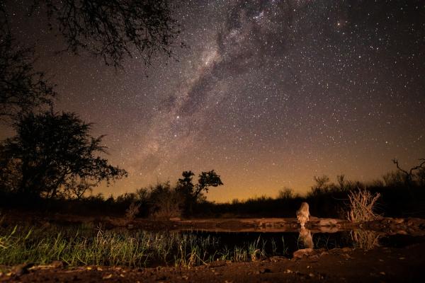 Antares Bush Camp & Safaris - 162923