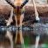 Antares Bush Camp & Safaris - 162928