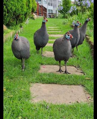 Castleton animals