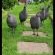 Castleton animals