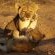 Jabulani Safari - 166398