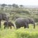 Jabulani Safari - 166401