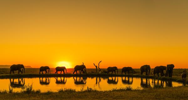 Jabulani Safari - 166407