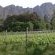 Rose Cottages - Franschhoek - 167241