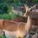 Zebras Crossing Boutique Lodge - 167400
