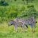 Zebras Crossing Boutique Lodge - 167401