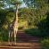 Zebras Crossing Boutique Lodge - 167402