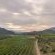 Apricot Orchards on the farm