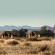 Desert Camp - 169143