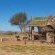 Desert Camp - 169220