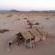 Desert Camp - 169223