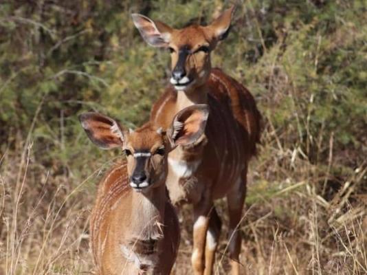 Inyala Game Lodge - 170272