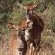 Inyala Game Lodge - 170272