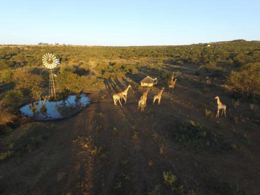 Inyala Game Lodge - 170275