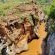 Masorini Bush Lodge - 170503