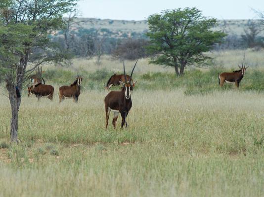 Zoutpanputs Game Lodge - 170628