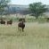 Zoutpanputs Game Lodge - 170628