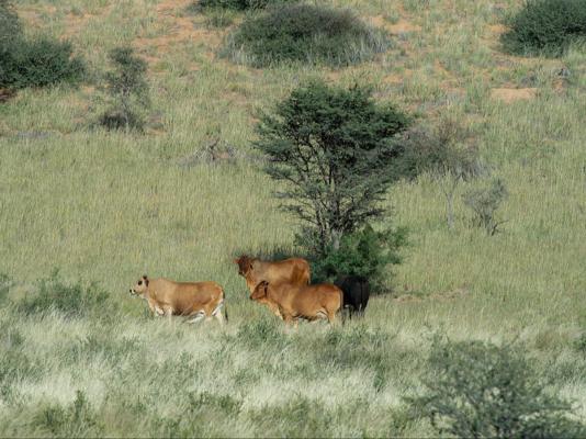 Zoutpanputs Game Lodge - 170630