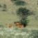 Zoutpanputs Game Lodge - 170630