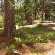 Forest Walks