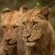 Savanna Private Game Reserve - 171392