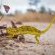 Savanna Private Game Reserve - 171402