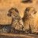 Savanna Private Game Reserve - 171406