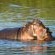 Savanna Private Game Reserve - 171419