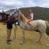 Eagle Falls Country Lodge & Adventures - 171451
