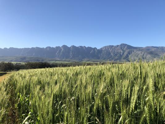 Kromrivier Farm - 172051