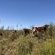 Kromrivier Farm - 172062