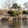 Chobe Marina Lodge - 172474