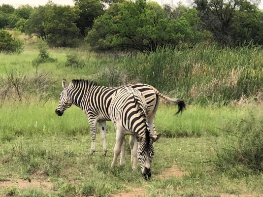 Naledi@53 Private Game Farm - 172721