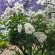 Rosebank Lodge by Claires - 172727