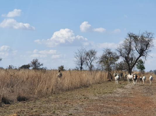 Nyani Lodge - 173472