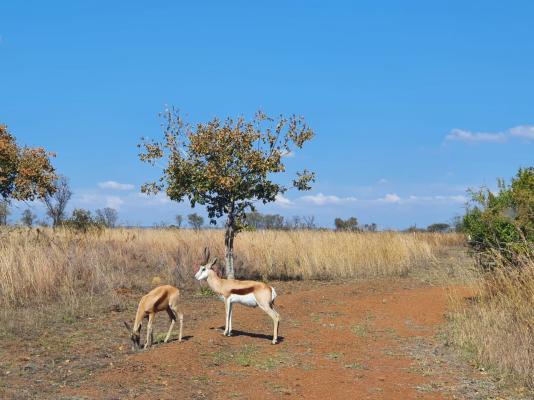 Nyani Lodge - 173481