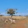 Nyani Lodge - 173481