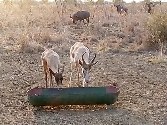Nyani Lodge - 173522