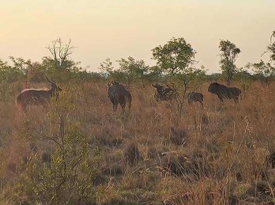 Nyani Lodge - 173524