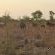Nyani Lodge - 173524