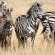 Falaza Game Park - 173761