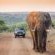 Leopard Mountain Safari Lodge - 174483
