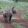 Leopard Mountain Safari Lodge - 174485