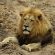 Leopard Mountain Safari Lodge - 174487