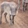 Leopard Mountain Safari Lodge - 174491