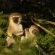 Leopard Mountain Safari Lodge - 174492