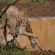 Leopard Mountain Safari Lodge - 174493